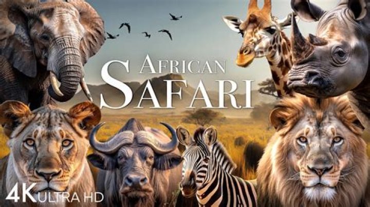 Similar Youtubers to the safari tube